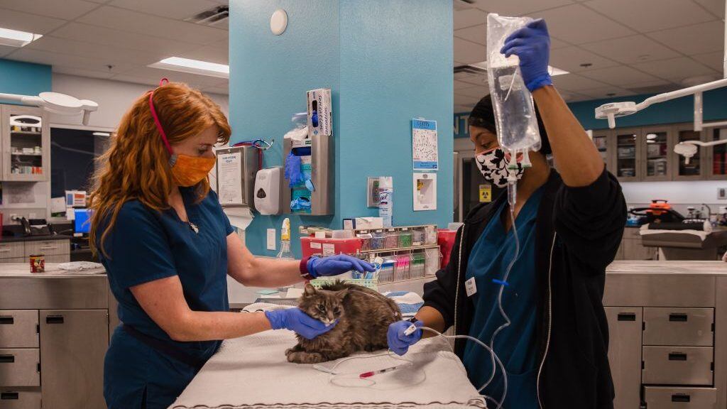 TOPSHOT - A cat is looked over at the clinic at the San Diego Humane Society who is not eating or drinking water on April 21, 2020. - Due to the Covid-19 Coronavirus pandemic Spay/Neuter services are temporarily suspended and are only performing emergency surgeries. The clinic has six prep tables, two surgery suites and one dental suite. Animals shelters across the United States are emptying out thanks to the coronavirus pandemic, as people confined to their homes are adopting or fostering animals in droves. (Photo by ARIANA DREHSLER / AFP) (Photo by ARIANA DREHSLER/AFP via Getty Images)