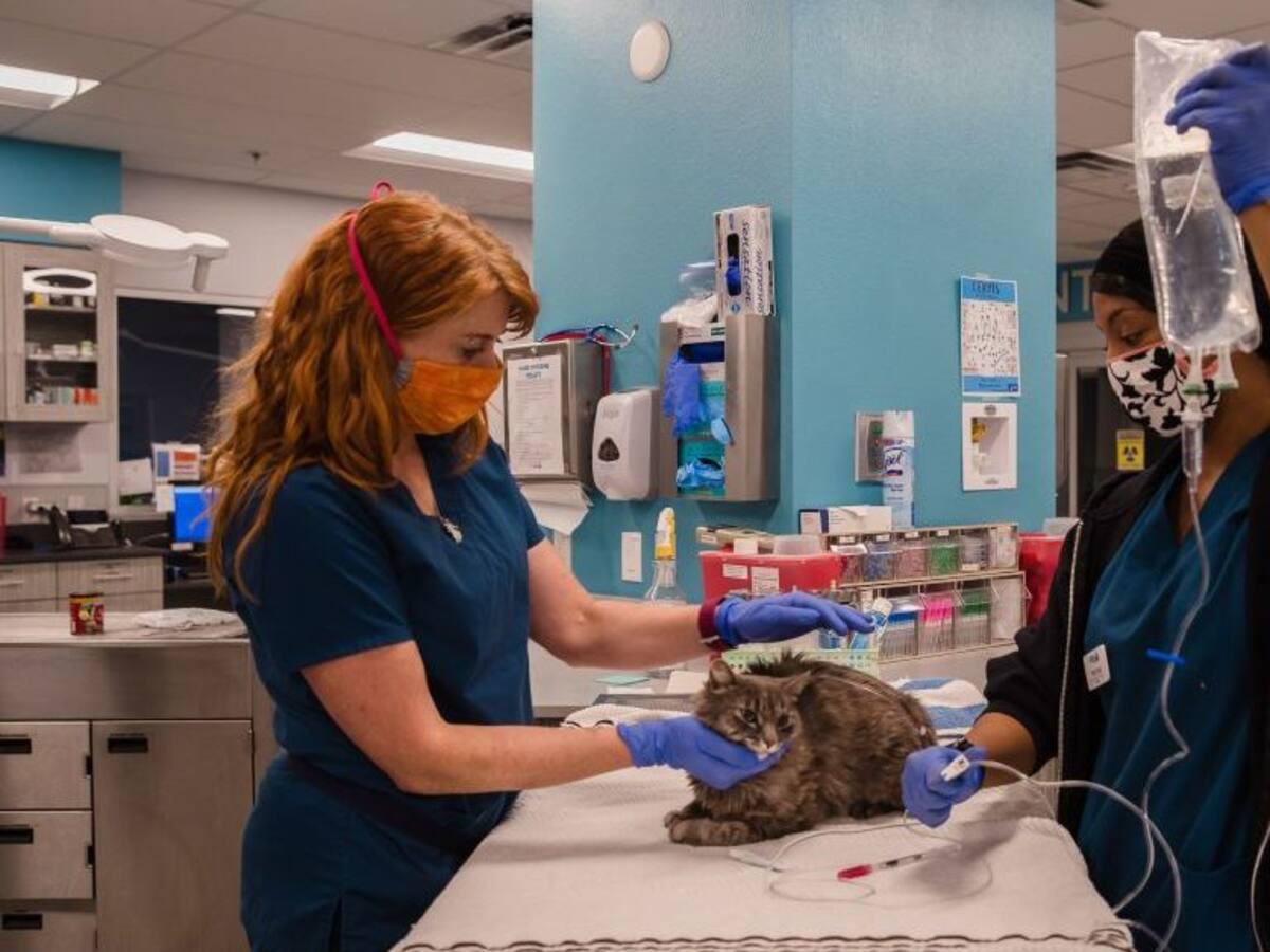 Gato en Francia sobrevivió a la infección por coronavirus Covid-19