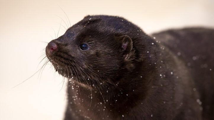 Mink grown in fur farming. In the box for photography, powdered with snow.
