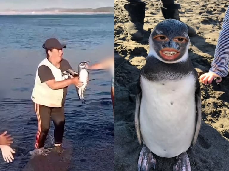 “La vieja cul...”: viralizan registro de mujer tomando en brazos a pingüino en la playa (y las redes estallan)