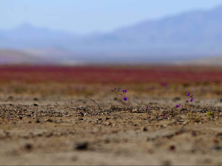 Estudio geológico reveló influencia extraterrestre en origen del desierto de Atacama
