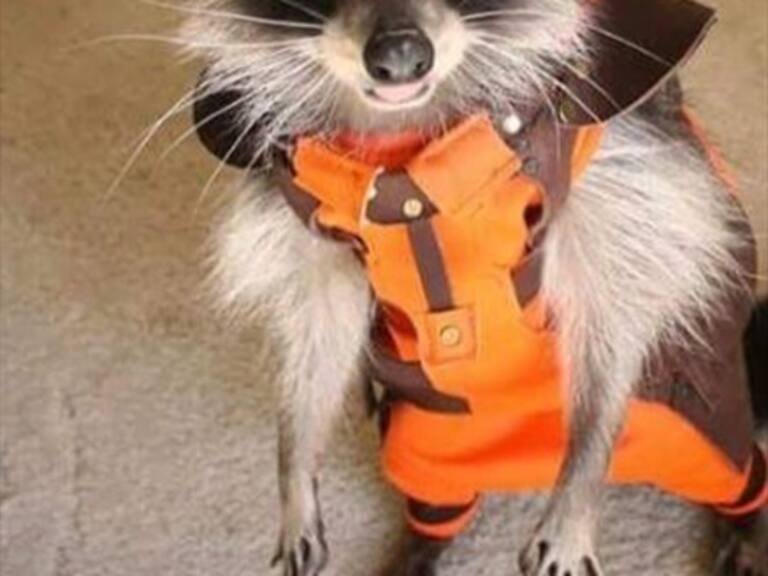 Murió el mapache que dio vida a Rocket Raccoon de «Guardianes de la Galaxia»