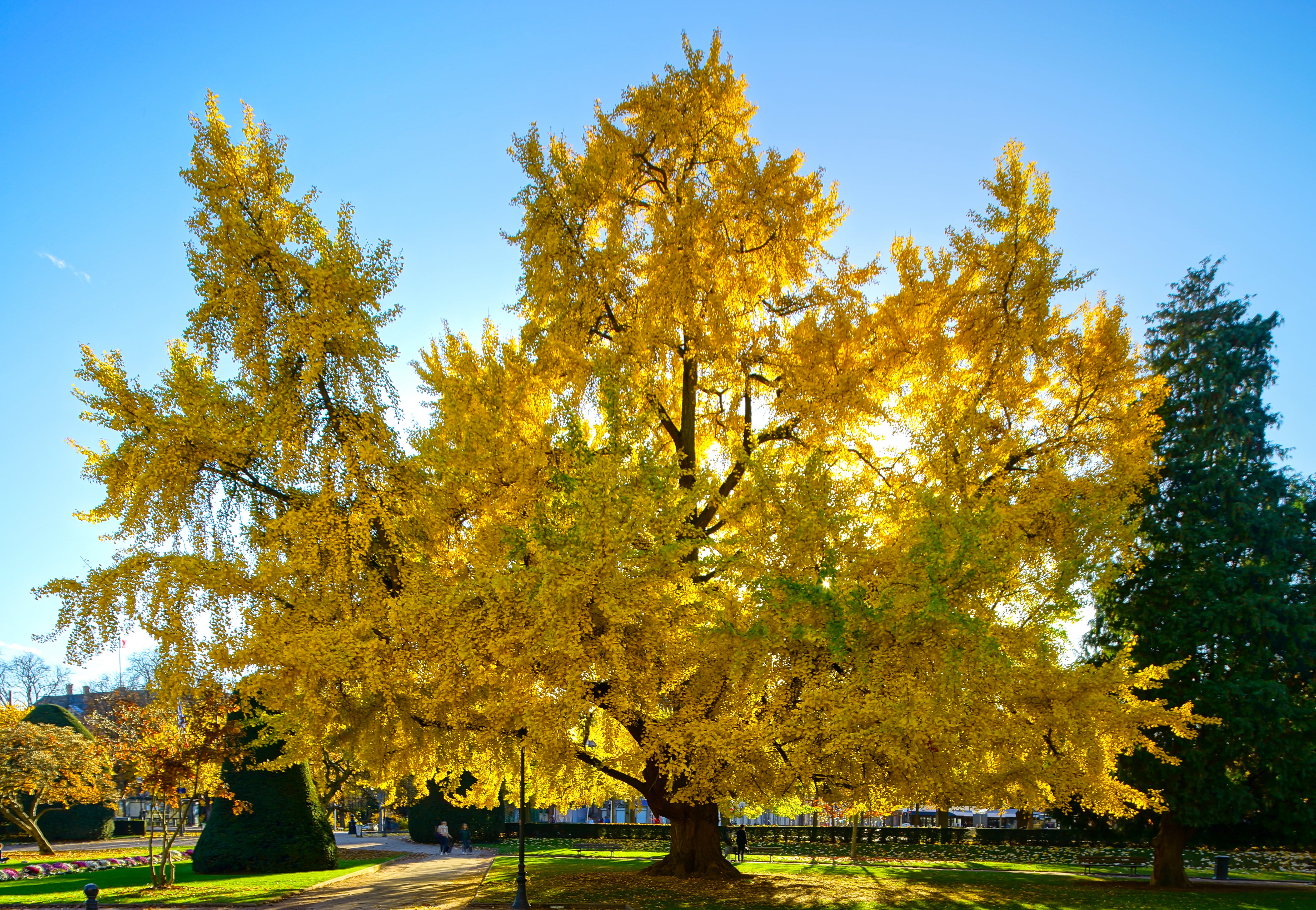 ginkgo leaves