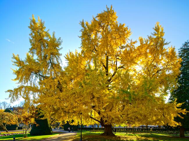 ginkgo leaves