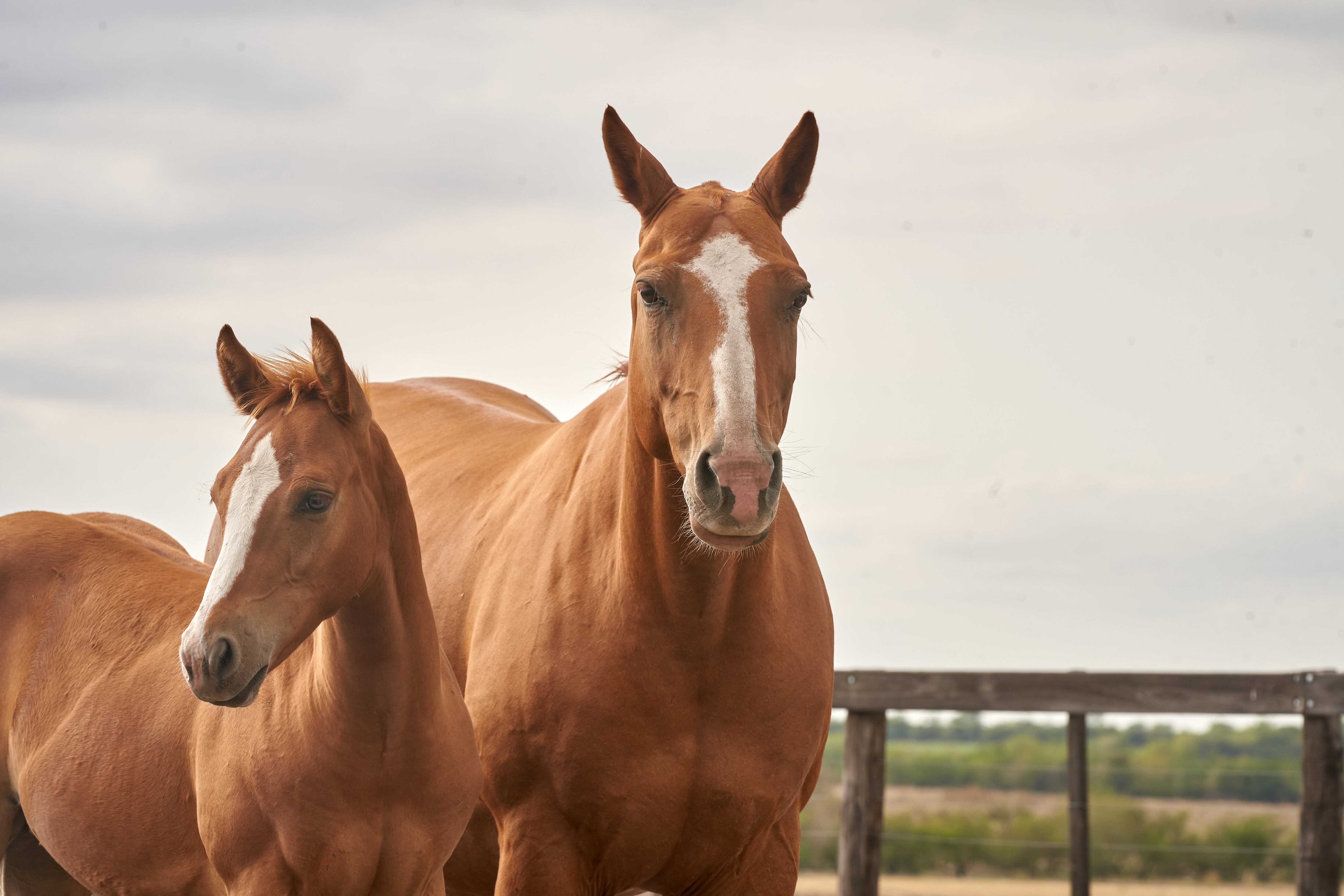 American Quarter horse chestnut stallion. Quarter Horse Mare