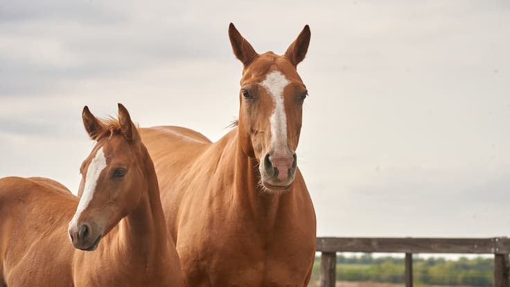 Caballos deambulantes recorren las calles de Melipilla: vecinos denuncian abandono