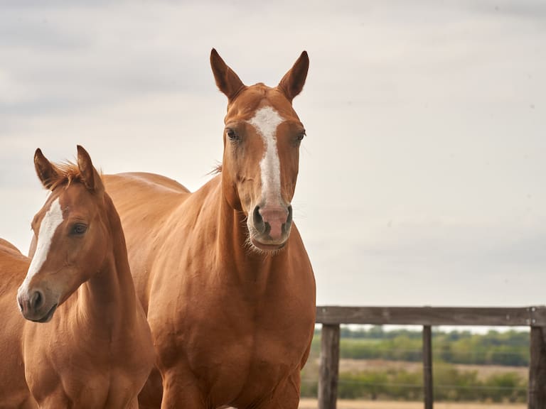 American Quarter horse chestnut stallion. Quarter Horse Mare