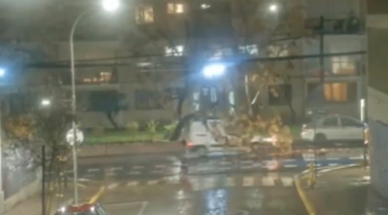 Conductor se salva por un segundo de ser aplastado por un árbol en Providencia