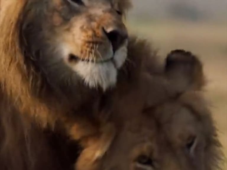 León era acorralado por 20 hienas hasta que un inesperado amigo lo salvó