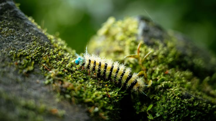 Científicos descubren más de 8.000 nuevas especies de insectos en el bosque de Ecuador