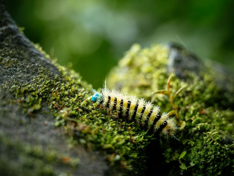 Científicos descubren más de 8.000 nuevas especies de insectos en el bosque de Ecuador