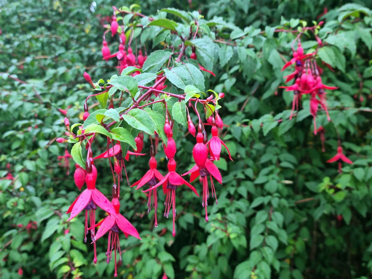 ¿El color fucsia nació en Chile? Chilco, la planta nacional que llegó a Europa hace 300 años y que hoy conquista internet