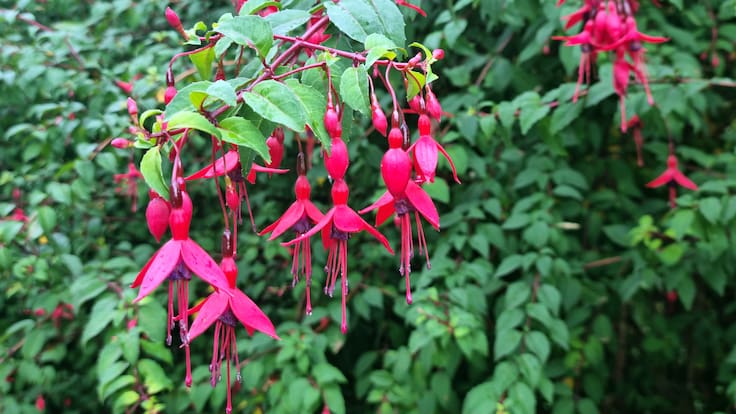 ¿El color fucsia nació en Chile? Chilco, la planta nacional que llegó a Europa hace 300 años y que hoy conquista internet