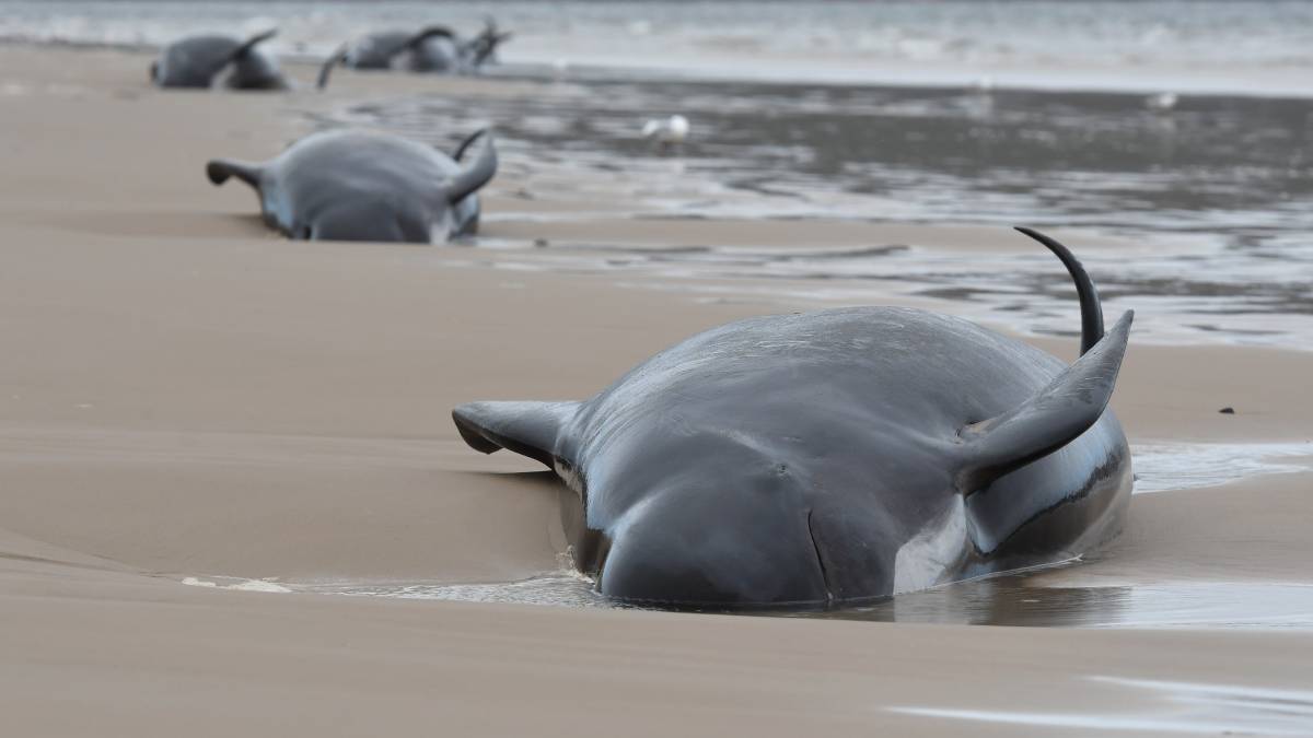 Muerte masiva de ballenas en Tasmania