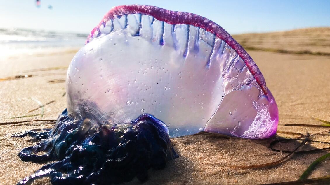 fragata portuguesa