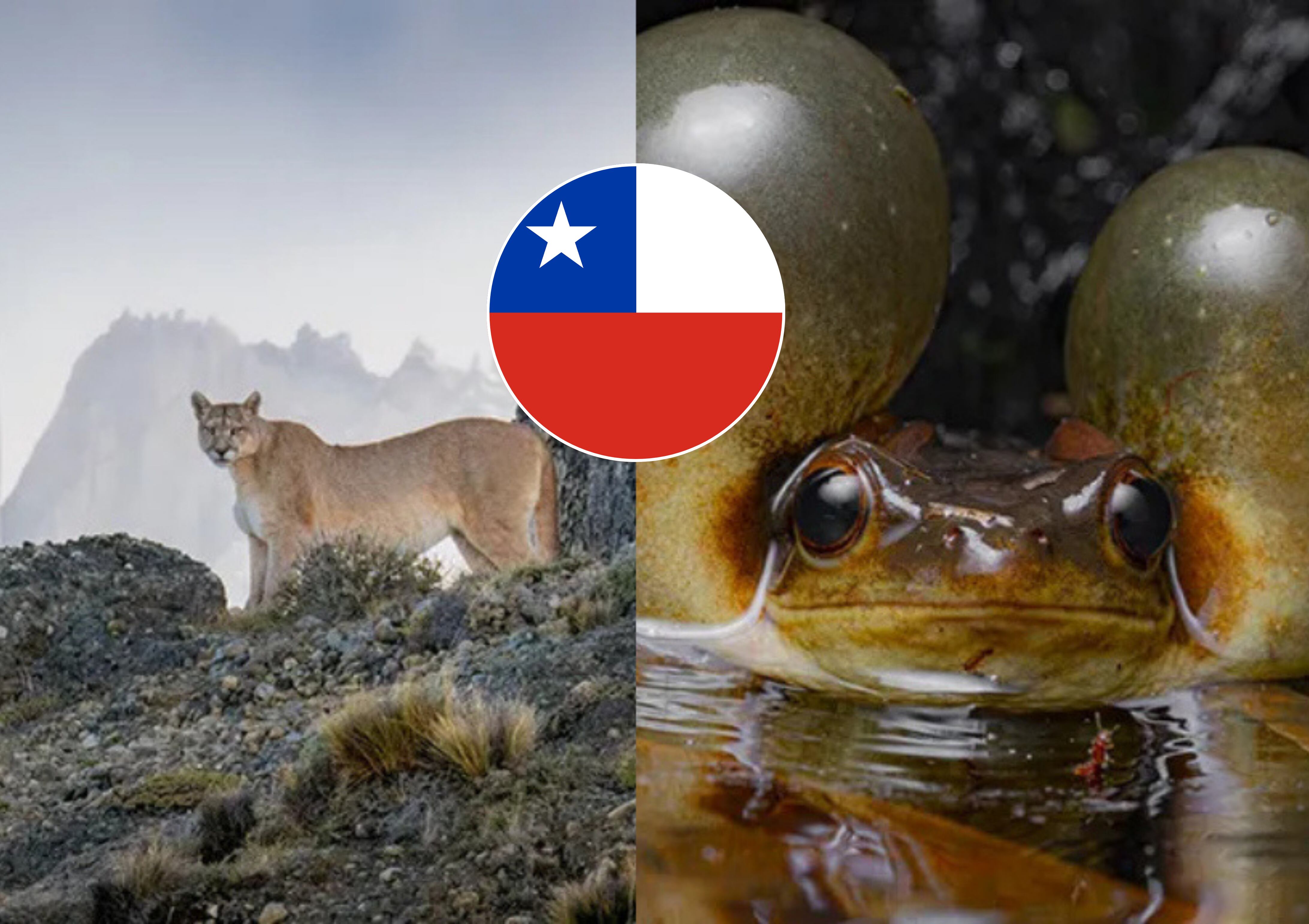 Wildlife Photographer of the Year 2024