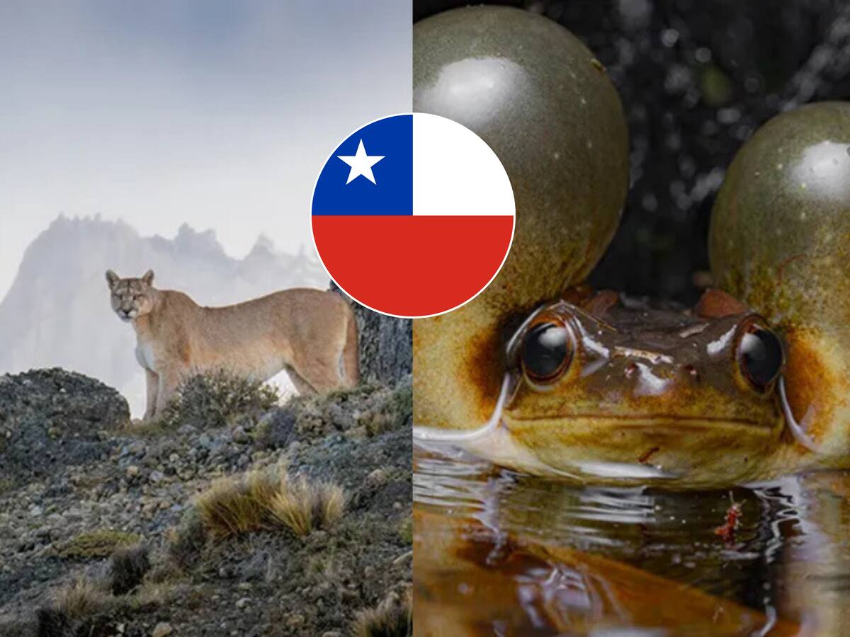Dos fotografías tomadas en Chile compiten en el concurso Wildlife Photographer of the Year 2024: así puedes votar por tu favorita