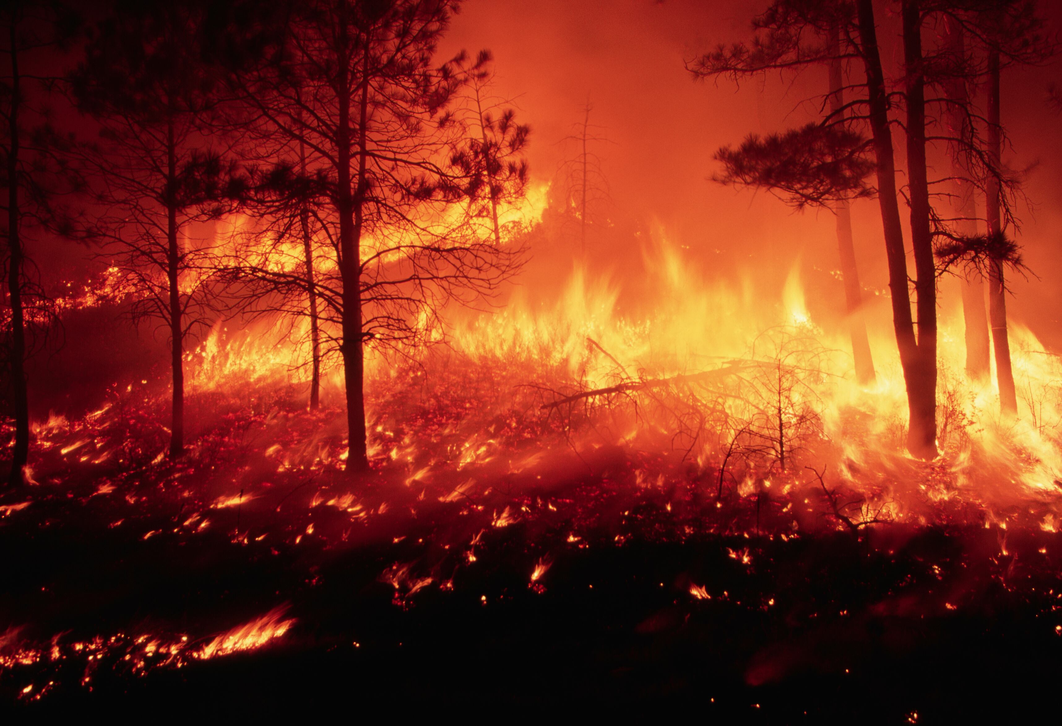 Forest fire burning out of control in a pine forest on the Mescalero Apache Indian Reservation in New Mexico.