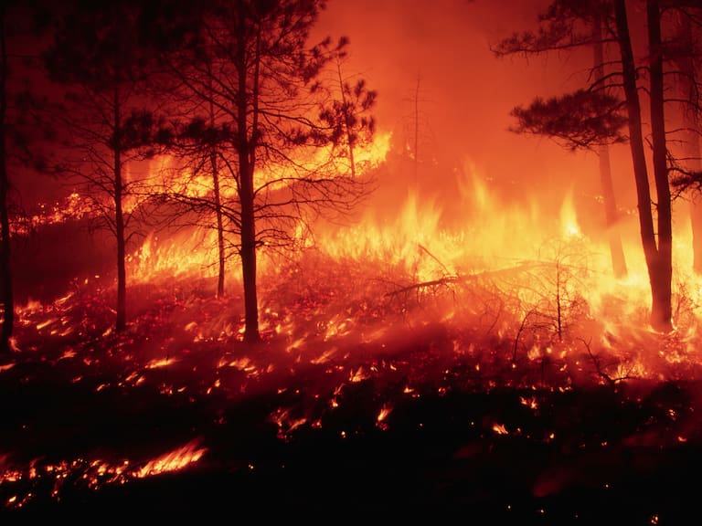 Forest fire burning out of control in a pine forest on the Mescalero Apache Indian Reservation in New Mexico.