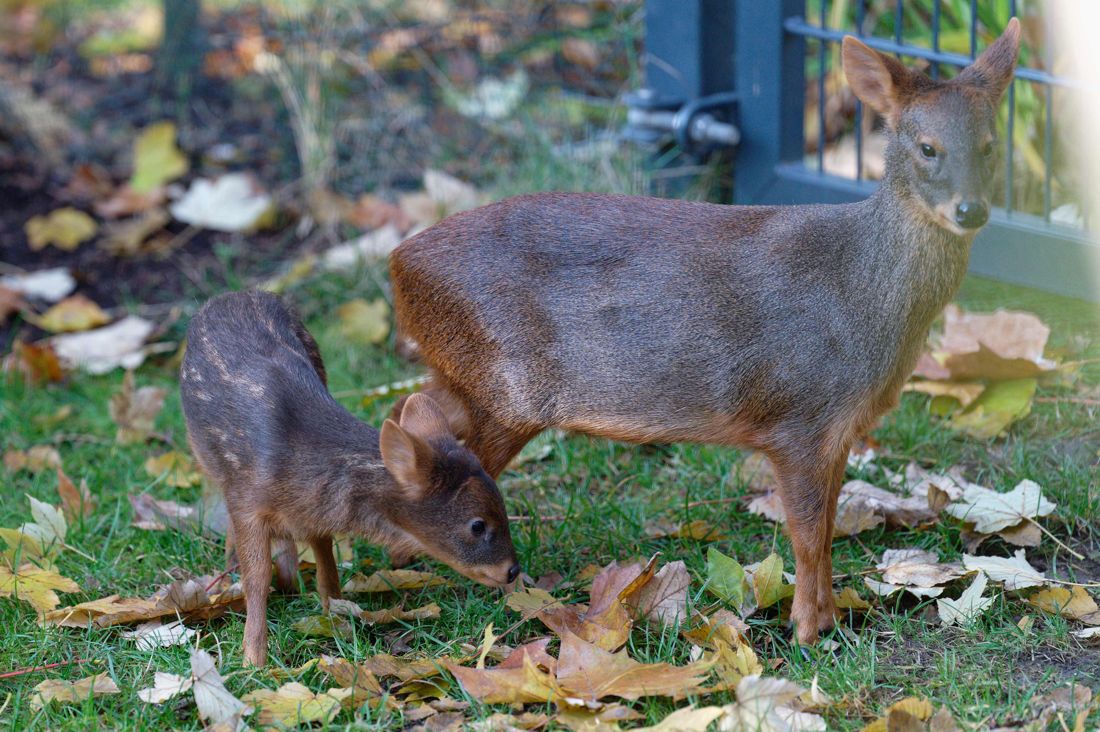 Pudú chileno