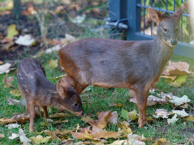 Pudú chileno