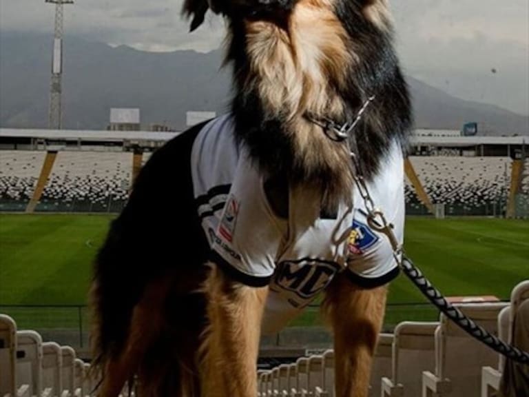 Colo Colo presenta a su mascota oficial
