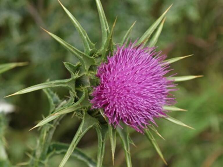 El compuesto de una planta logra frenar la metástasis cerebral