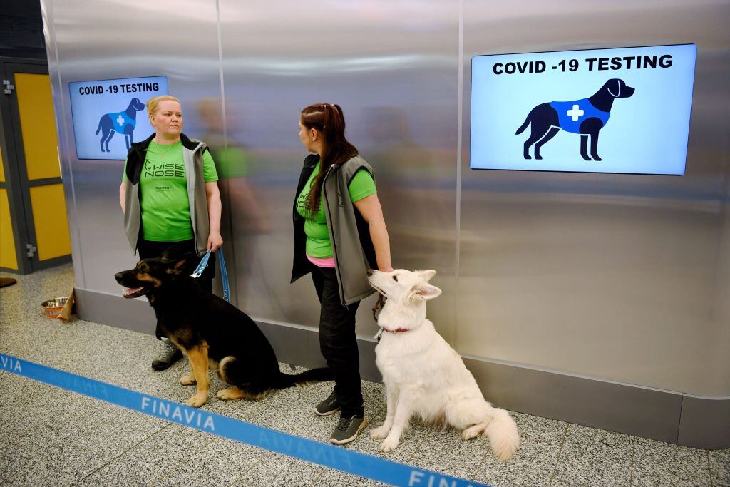 Perros detectores del Covid-19 en el aeropuerto de Finlandia