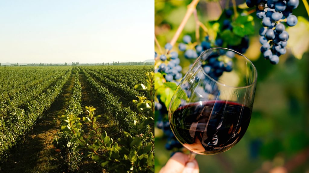 Viñedo