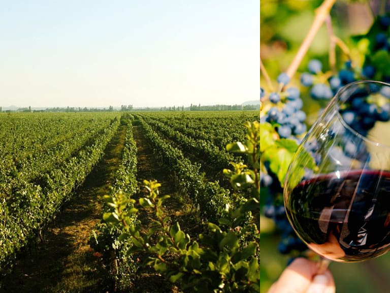 Viñedo