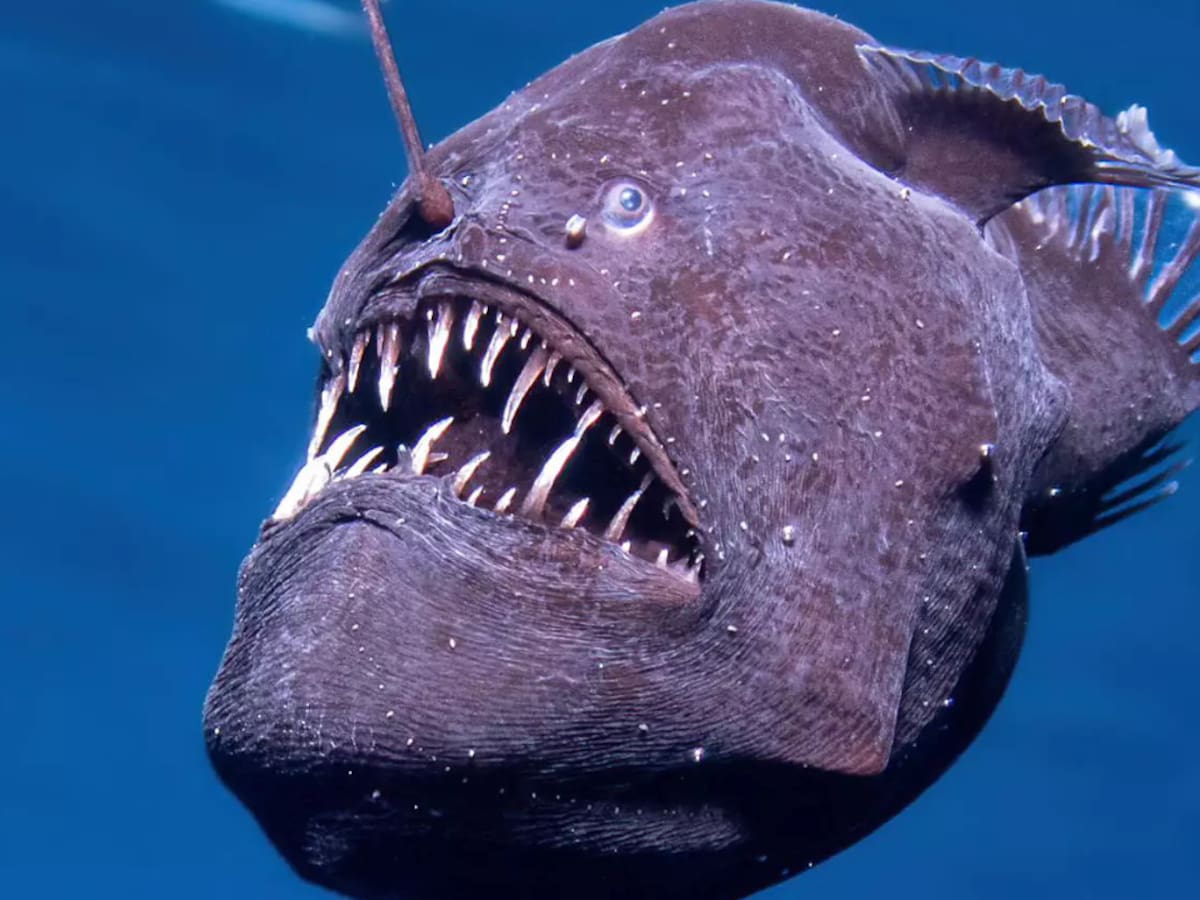 ¿El temible pez de “Buscando a Nemo”? Así fue el primer avistamiento de un “diablo negro” cercano a la superficie