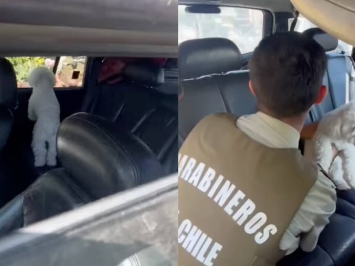 Carabineros rescata a perrita encerrada en un auto y con golpe de calor: dueños fueron detenidos