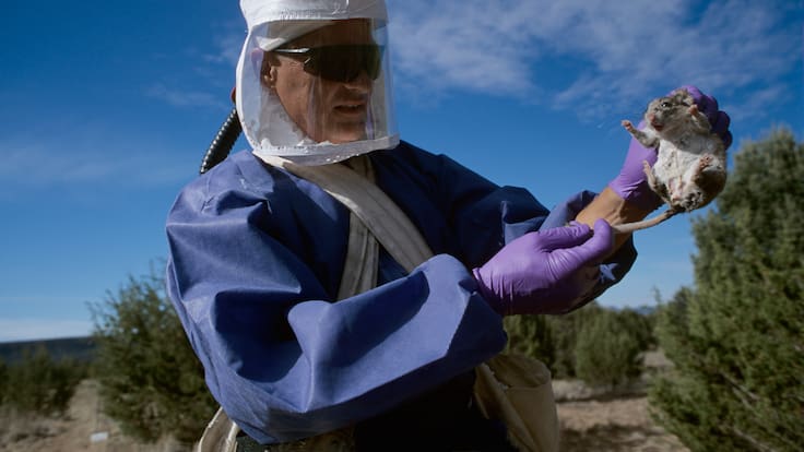 Confirman muerte por Hanta en Limache: síntomas, riesgos y qué se sabe del fallecido en la región de Valparaíso