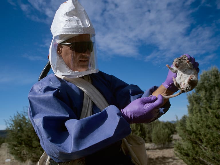 Confirman muerte por Hanta en Limache: síntomas, riesgos y qué se sabe del fallecido en la región de Valparaíso