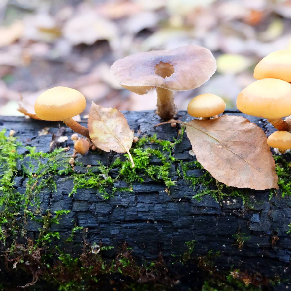 Investigadores chilenos estudian la interacción entre insectos y hongos que amenazan los bosques nativos