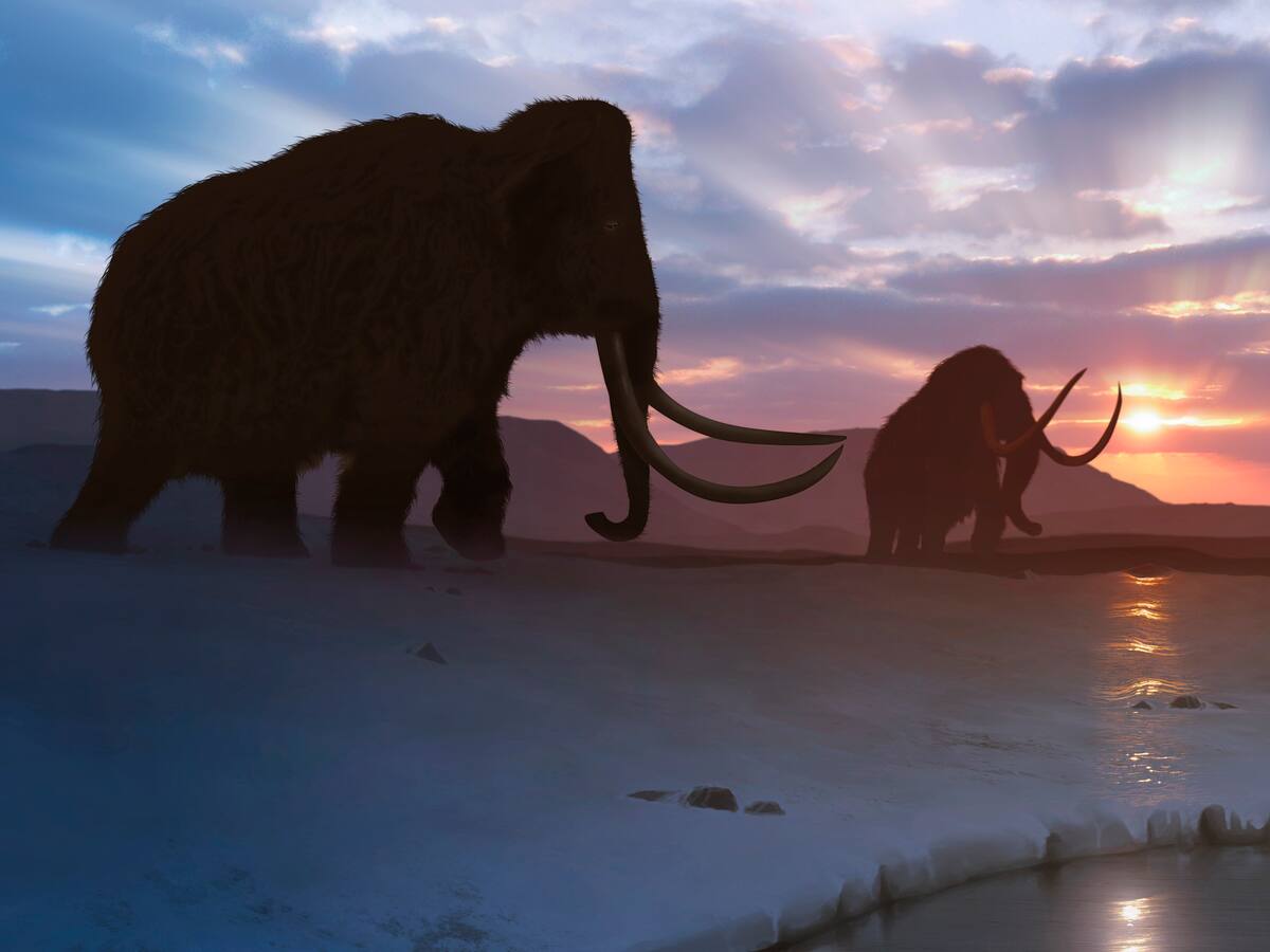 Museo expuso huesos de mamut por 70 años, pero eran de otro animal