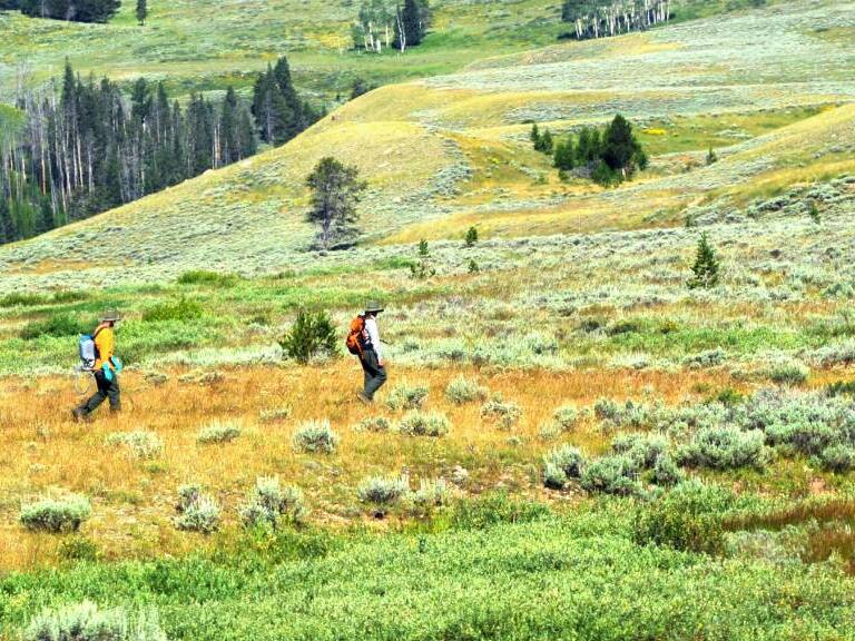 Tifus de los matorrales: qué es cómo se manifiesta la enfermedad que tiene en alerta epidemiológica a la región de Los Lagos
