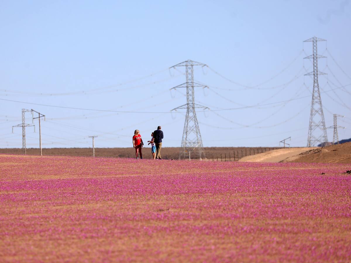 Desierto Florido en Chile: ¿Cuál es la multa a la que se exponen las personas que pisan las flores?