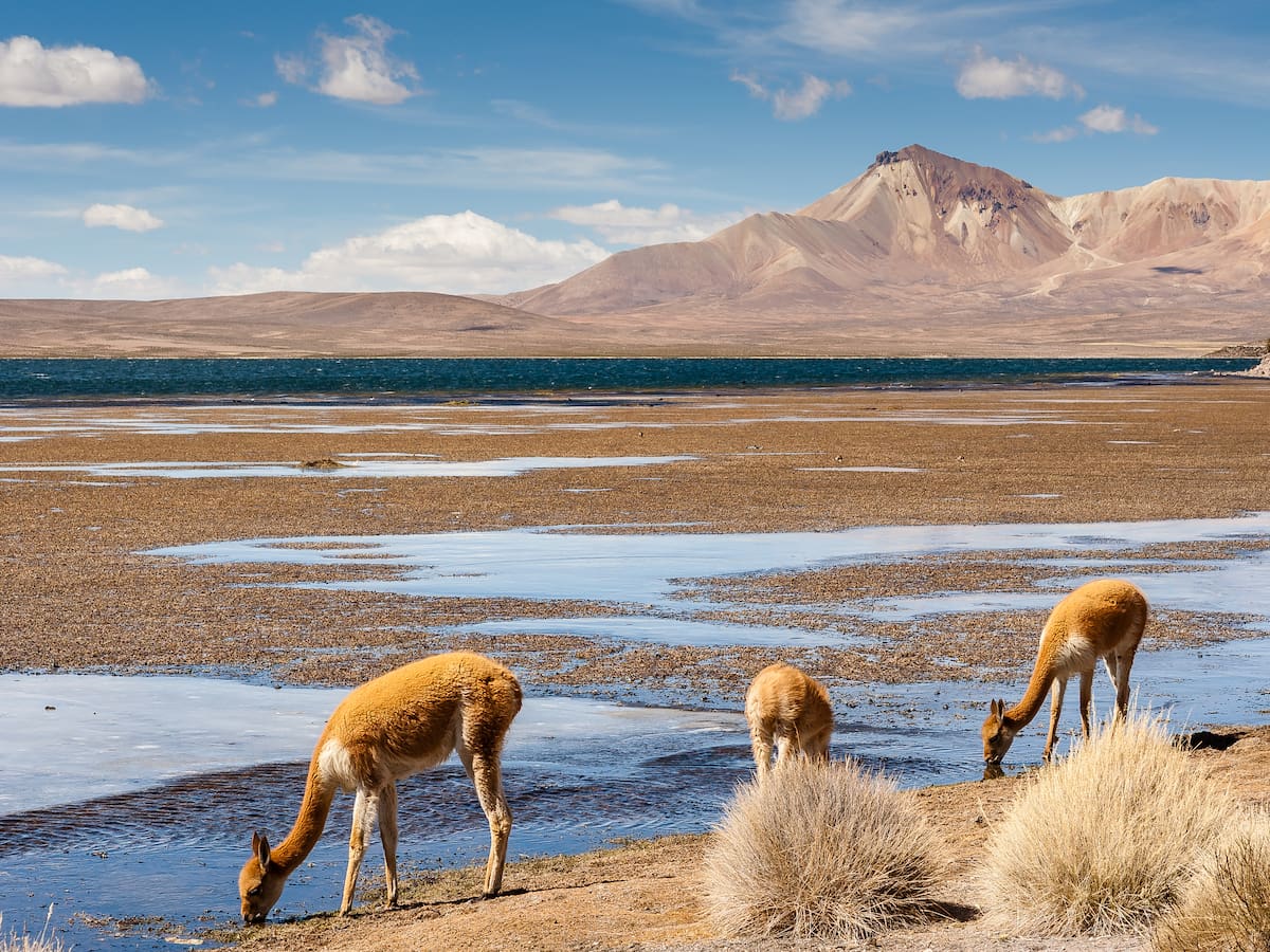 Mataron a seis ejemplares: capturan en Bolivia a grupo que traficaba pieles de vicuñas desde Ollagüe, Chile