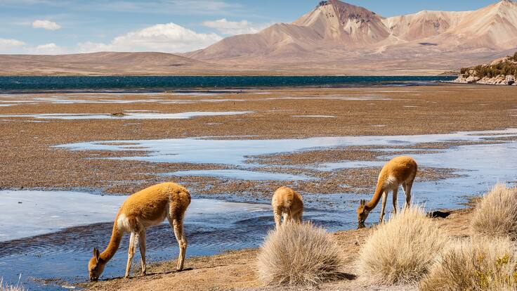 Detienen a banda crimilan que mató y le sacó sus pieles a seis vicuñas