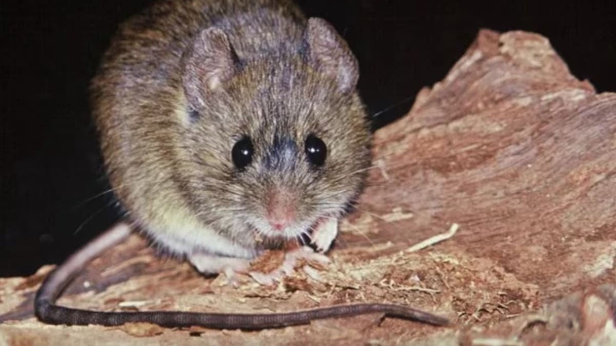 No es solo el cola larga: las especies de roedores que transmiten hantavirus en Chile y dónde se encuentran