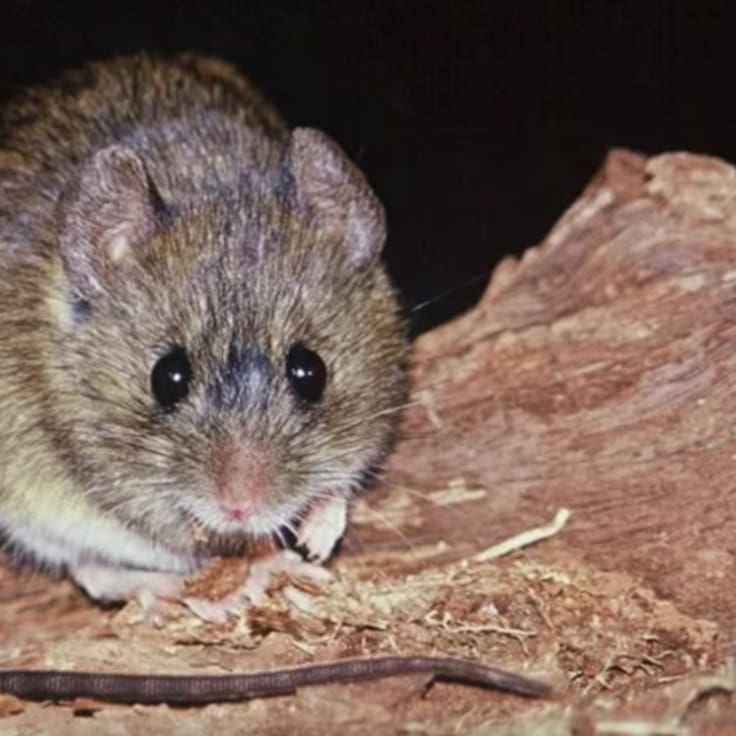 No es solo el cola larga: las especies de roedores que transmiten hantavirus en Chile y dónde se encuentran