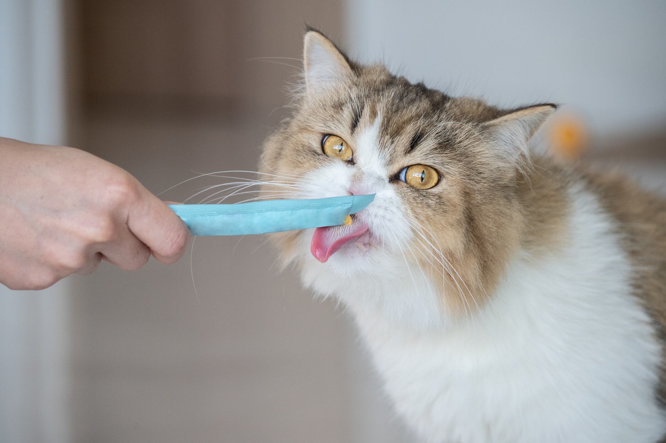 Snack para gatos | Getty Images