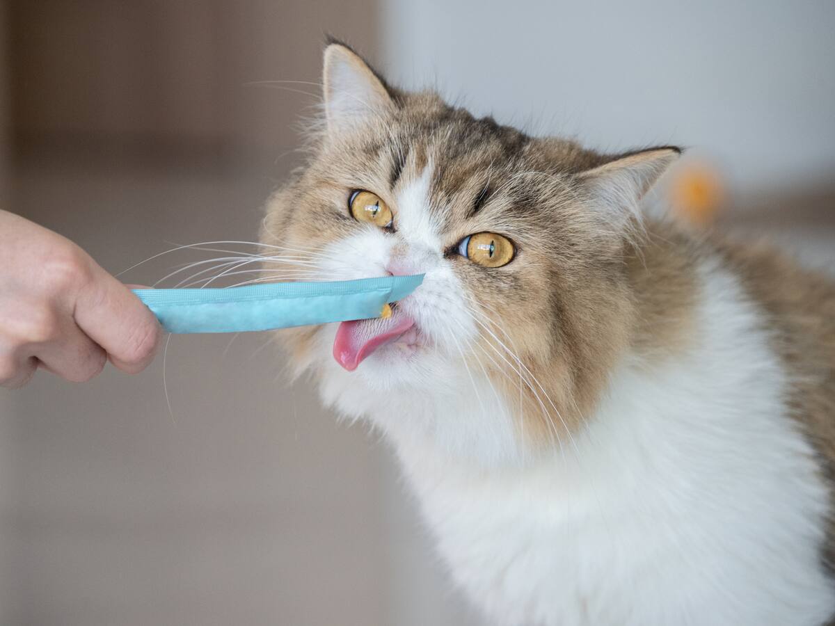 Qué es el “Churu” para gatos, el producto más robado en el retail en Chile