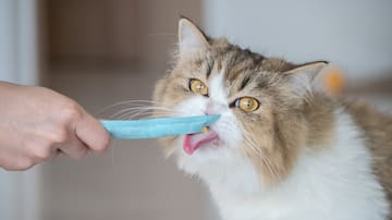 Qué es el “Churu” para gatos, el producto más robado en el retail en Chile