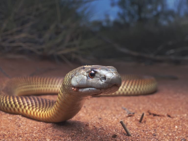 Hombre falleció luego de ser mordido por una de sus 25 serpientes en España