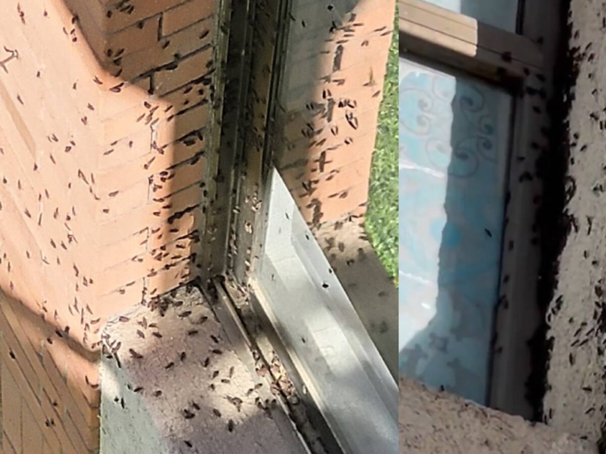 Denuncian plaga del chinche del arce en la RM: autoridades comparten medidas para evitar que el insecto entre a los hogares