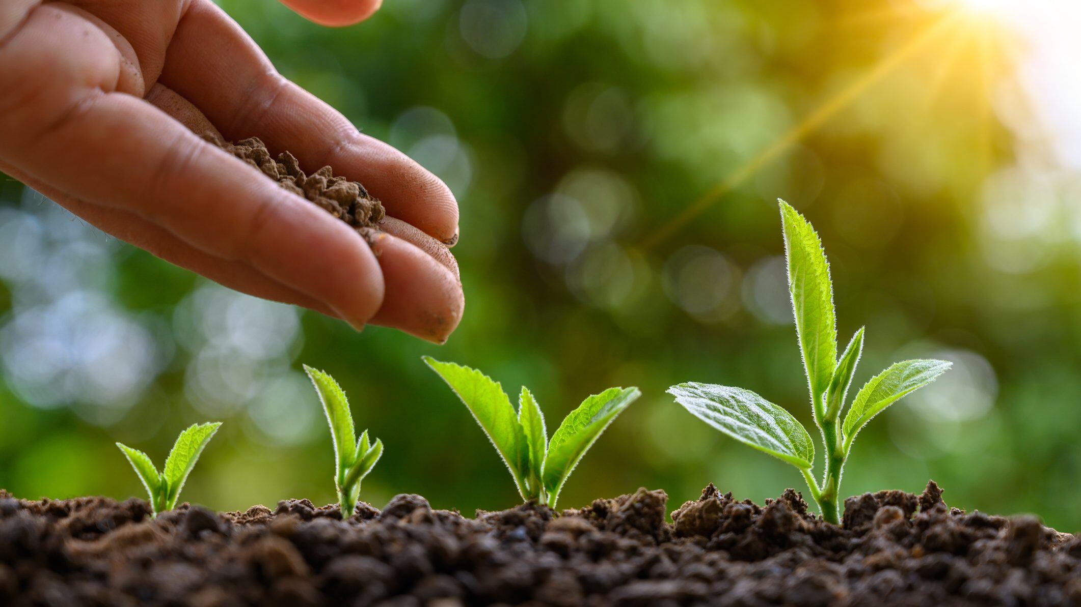 Myconativa biofertilizantes