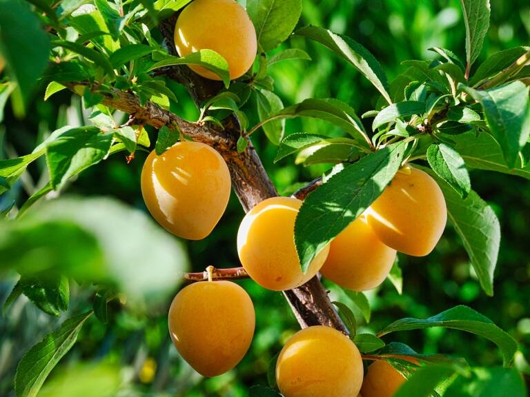 No hay plazo que no se cumpla…: Chile celebra el Día del Níspero este 23 de agosto