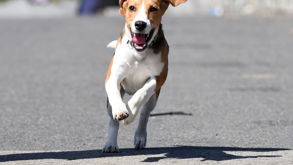 Altas temperaturas: ¿Cómo pasear a nuestros perritos sin que sufran por el calor?